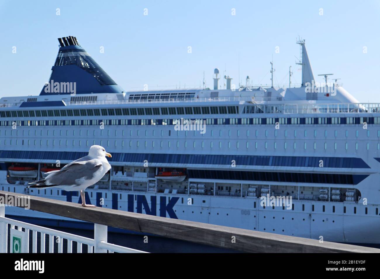 Grande croisière de vacances en ferry et en oiseaux de mer à Tallinn port Dock port sur l'eau. Ciel bleu et journée lumineuse en mer Banque D'Images