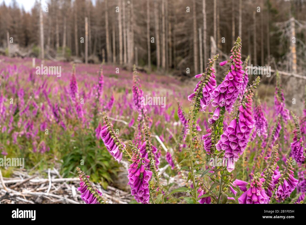 Burch den Borkenkäfer abgestorbener Fichtenwald und bunte Fingerhut Digitalis Blüten im Nationalpark Harz bei Braunlage, Niedersachsen, Deutschland | Banque D'Images