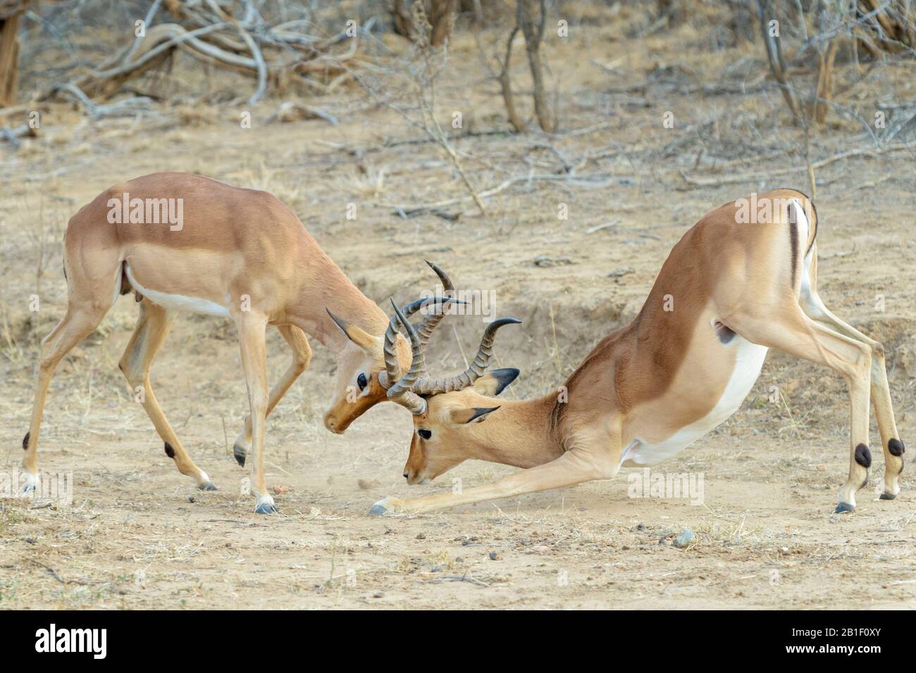 Impala (Aepyceros melampus), lutte pour les mâles adultes, Parc national Kruger, Afrique du Sud, Banque D'Images