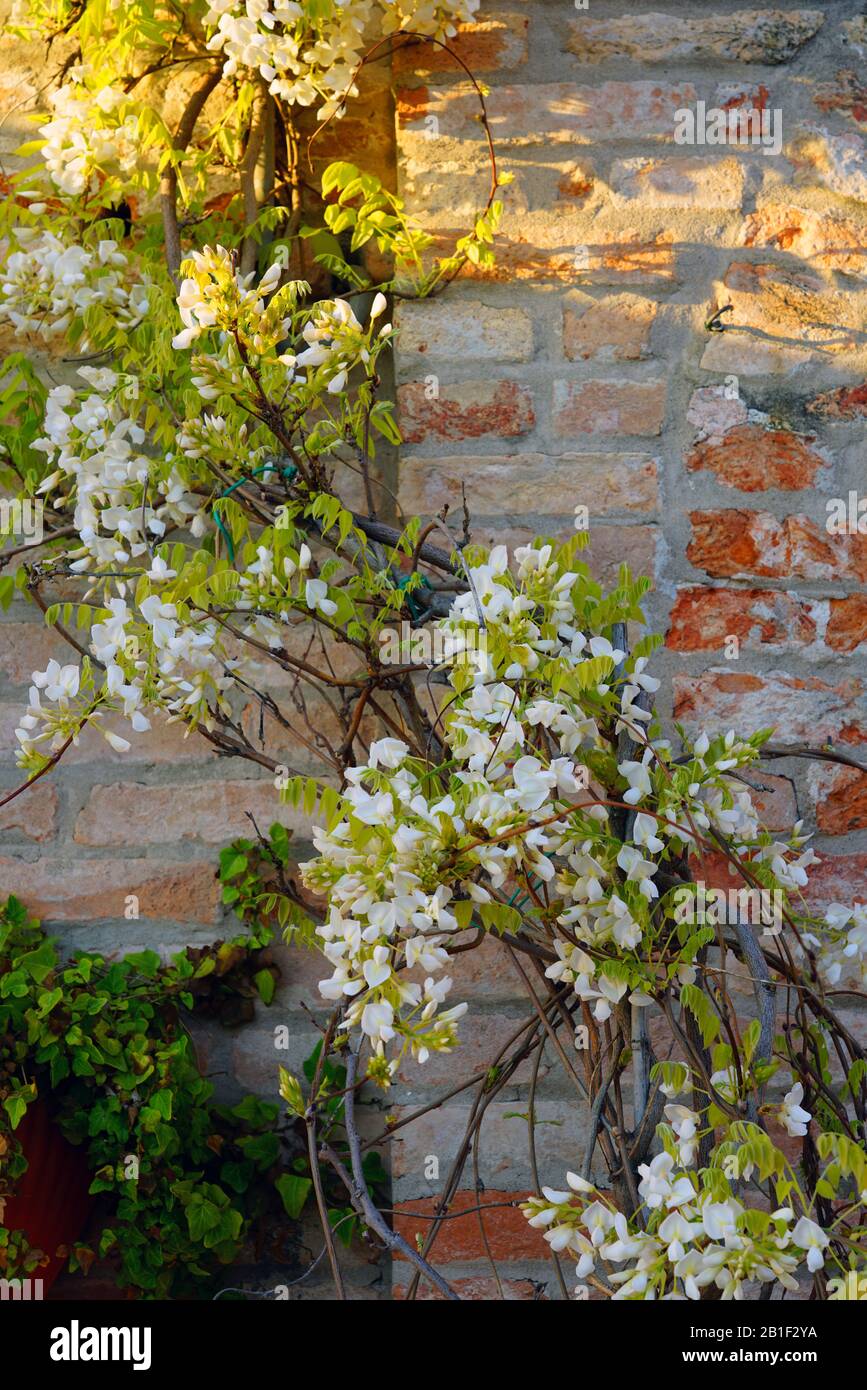 La glycine blanche fleurit en fleur accrochée à la vigne à Venise, en Italie Banque D'Images