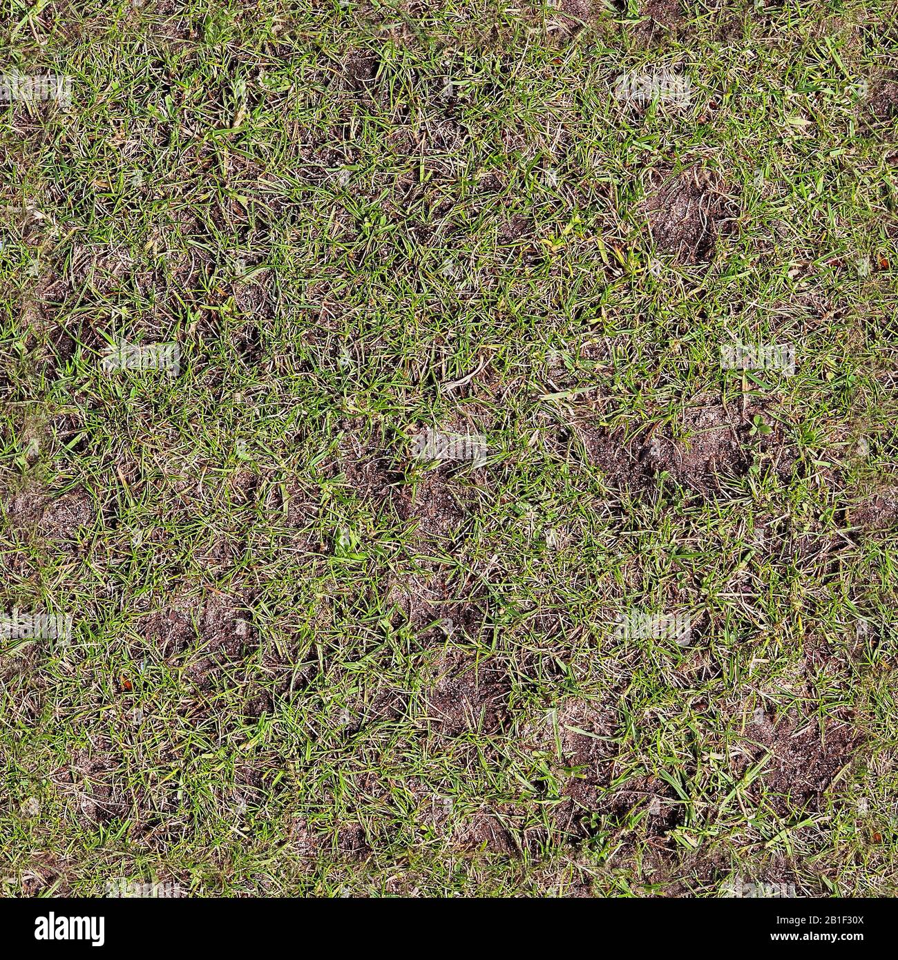 Texture d'herbe transparente et réaliste avec une résolution élevée de plus de 6 mégapixels Banque D'Images