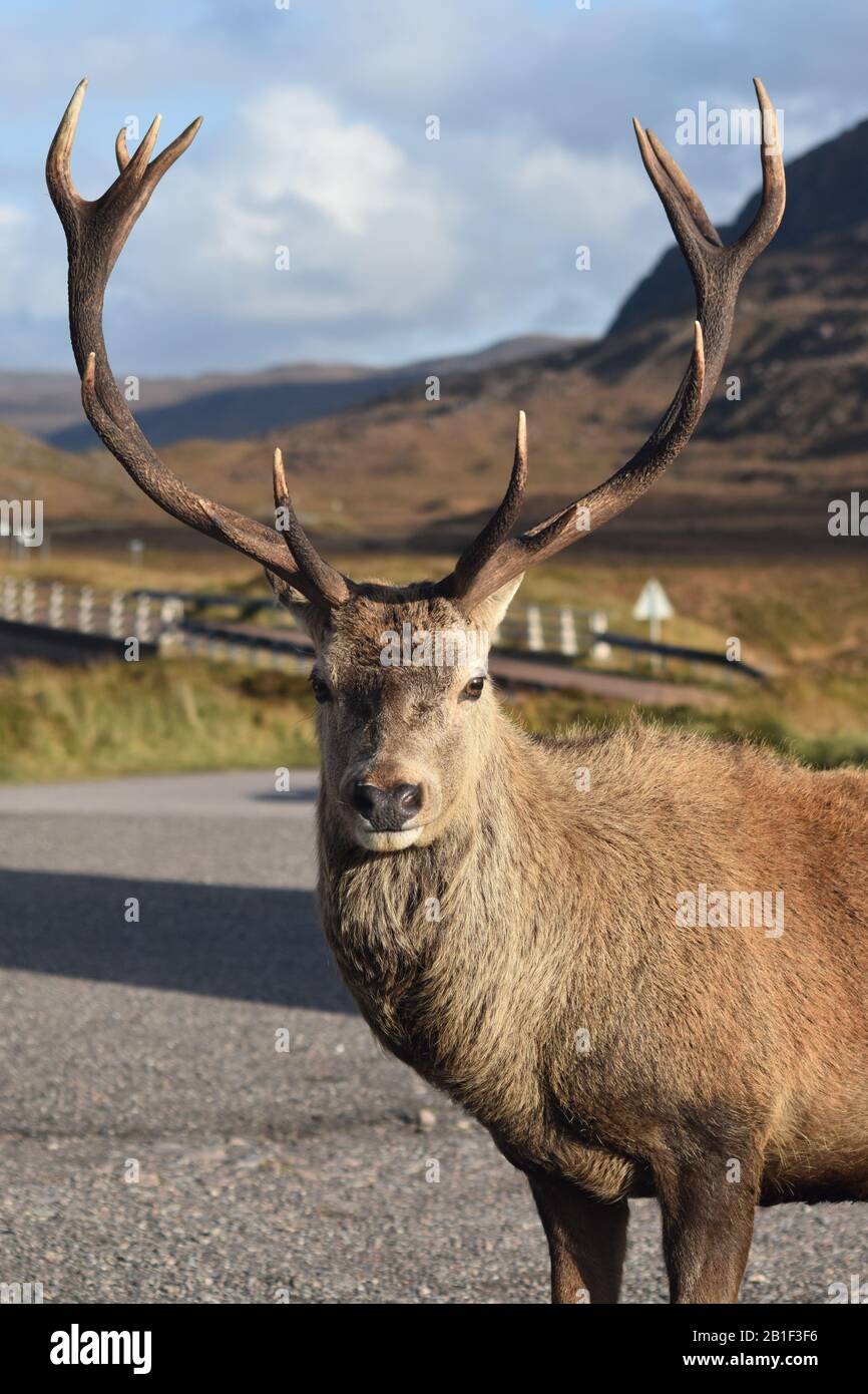 Cerf dans Glen Torridon Highland Scotland Banque D'Images