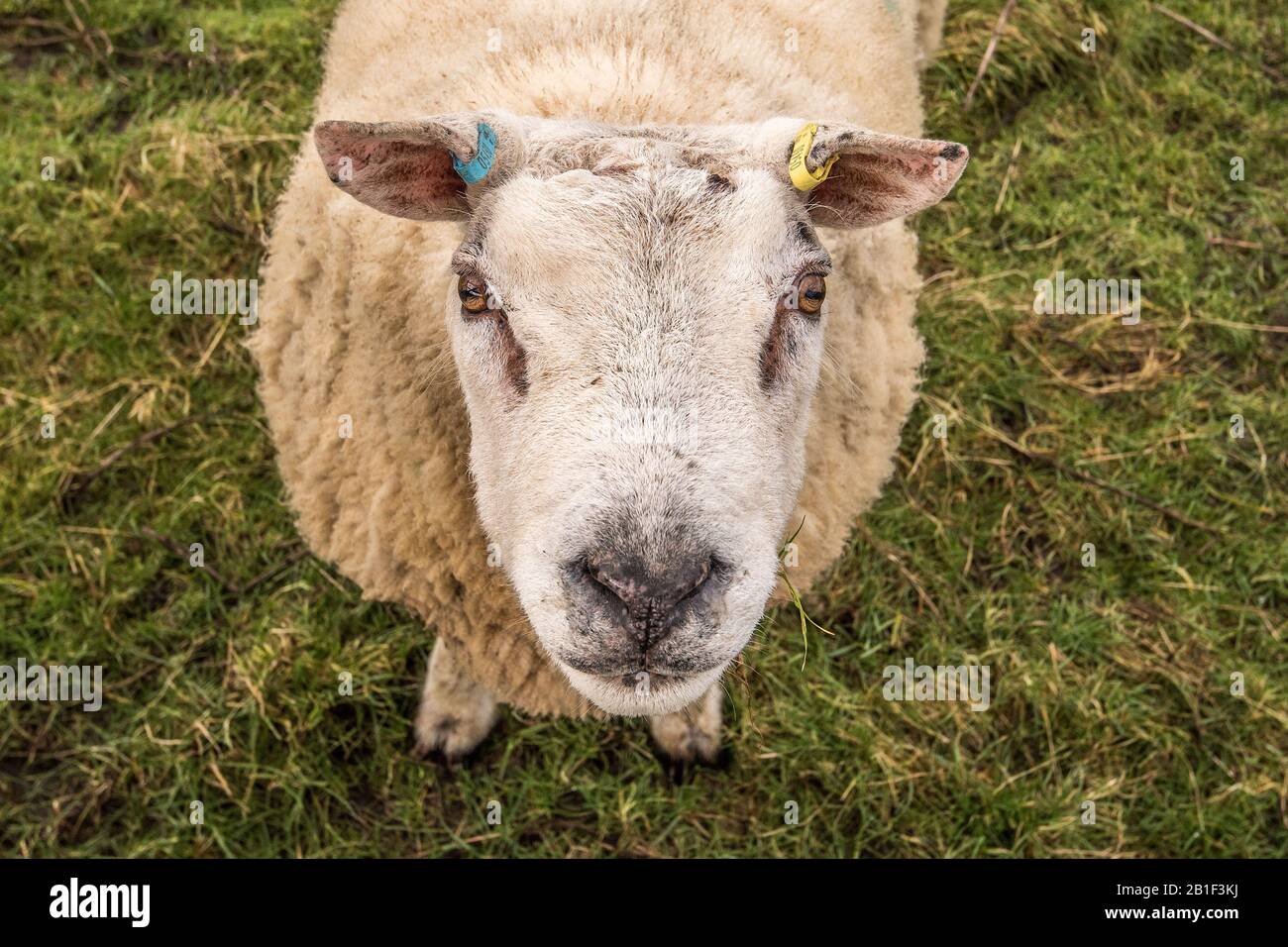 Mouton de type Texel Banque D'Images