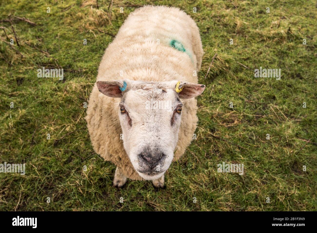 Mouton de type Texel Banque D'Images