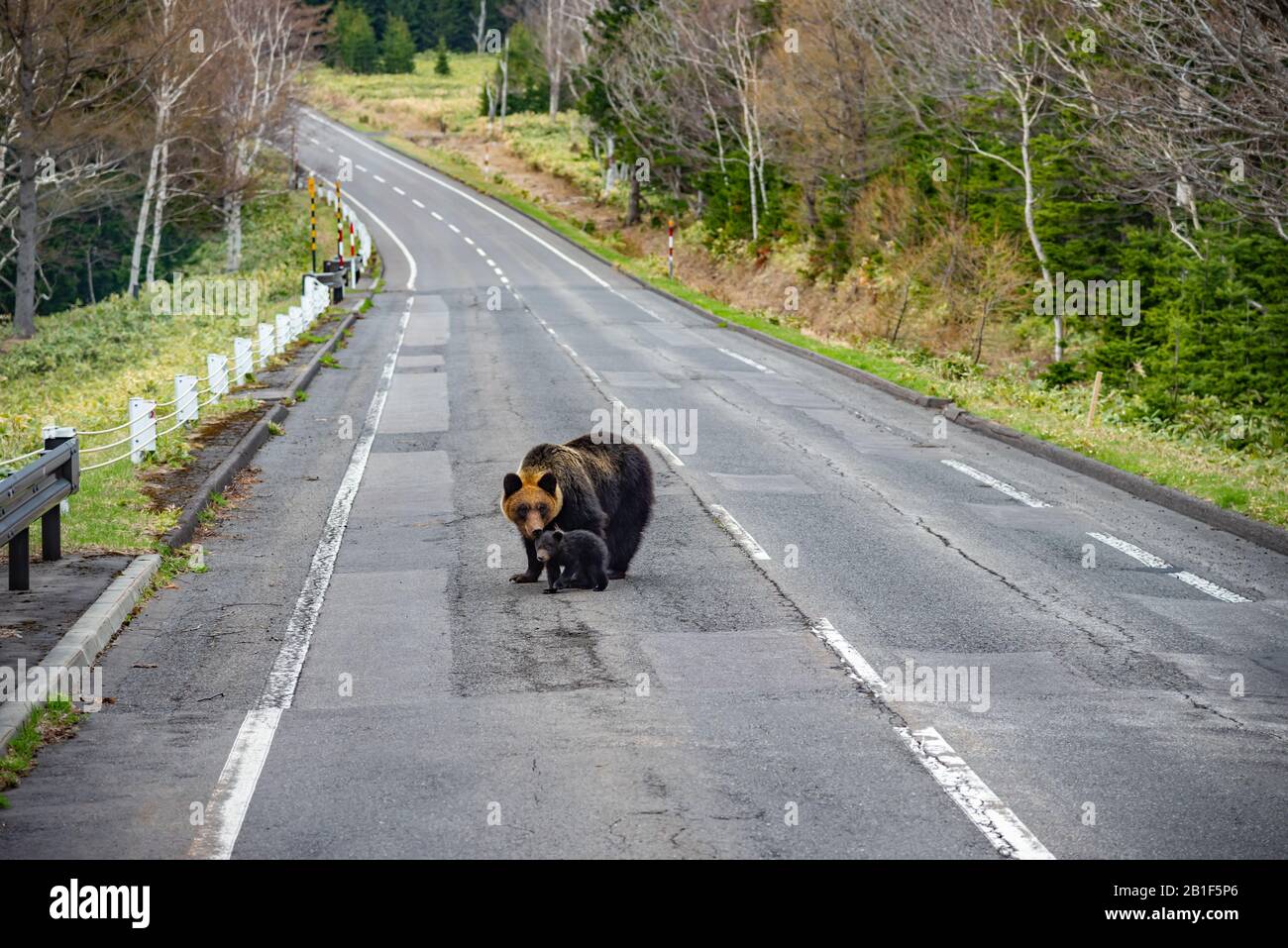 L'ours brun de mère avec l'ours de bébé marche sur l'autoroute Banque D'Images