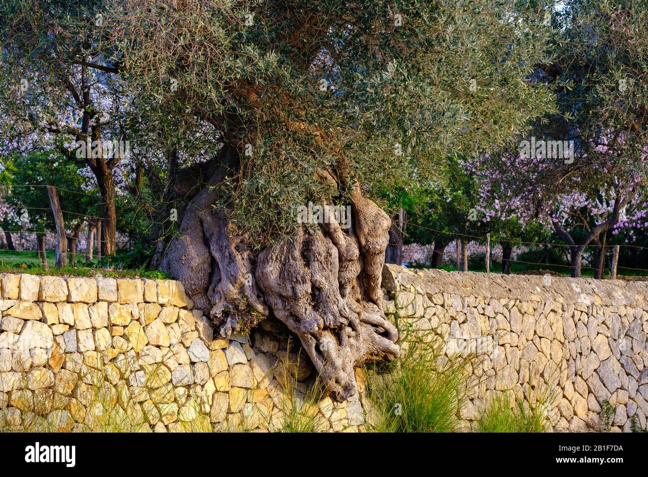 Ancien olivier nariné dans un mur de pierre naturel, près de Selva, Majorque, Iles Baléares, Espagne Banque D'Images
