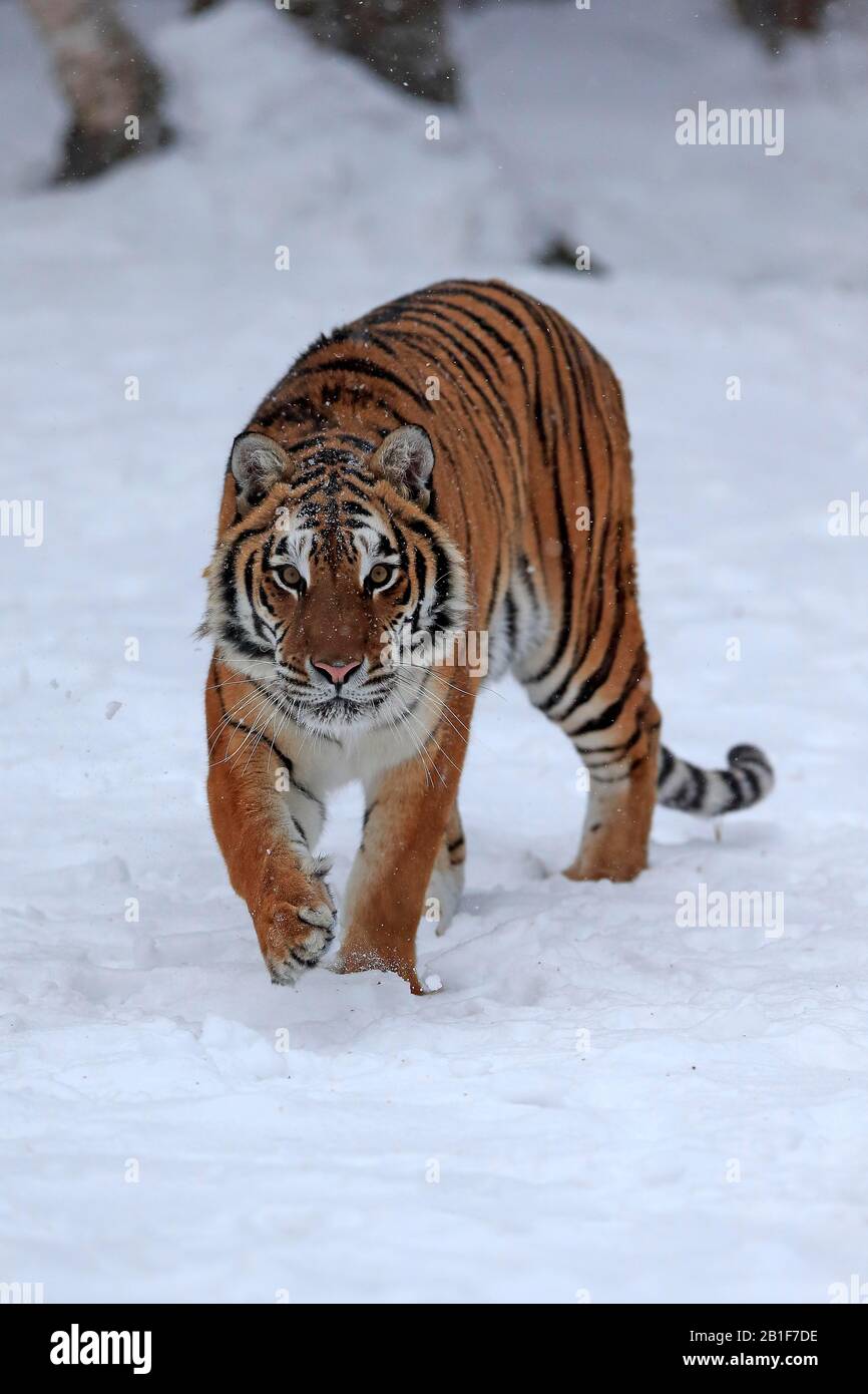 Tigre de Sibérie (Panthera tigris altaica), adulte, captif, en hiver, dans la neige, l'impasse, Montana, Amérique du Nord, États-Unis Banque D'Images