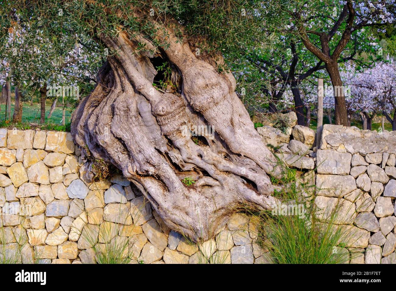 Ancien olivier nariné dans un mur de pierre naturel, près de Selva, Majorque, Iles Baléares, Espagne Banque D'Images