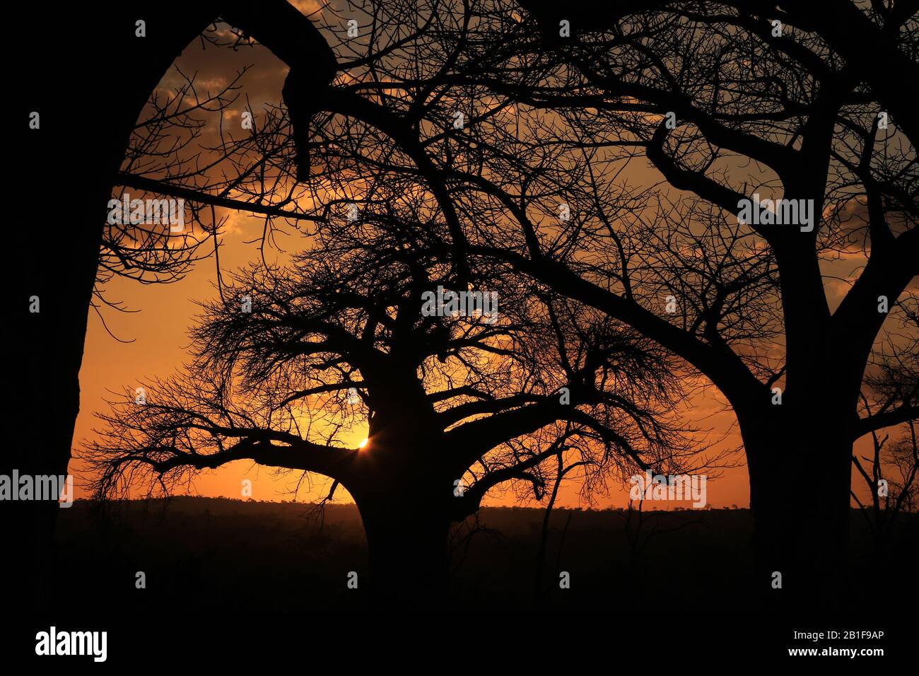 Des Baobabs africains époustouflants Banque D'Images