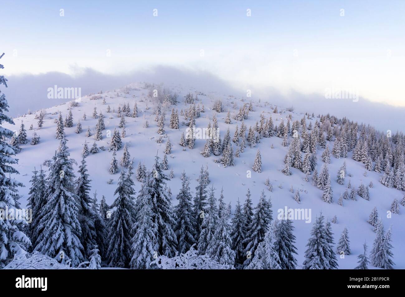 Arbres congelés dans la neige profonde. Montagnes Tatra. Banque D'Images