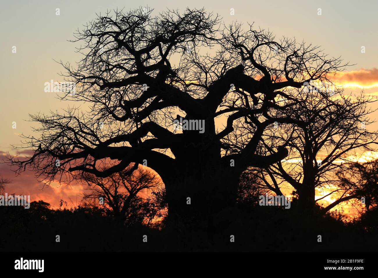 Des Baobabs africains époustouflants Banque D'Images