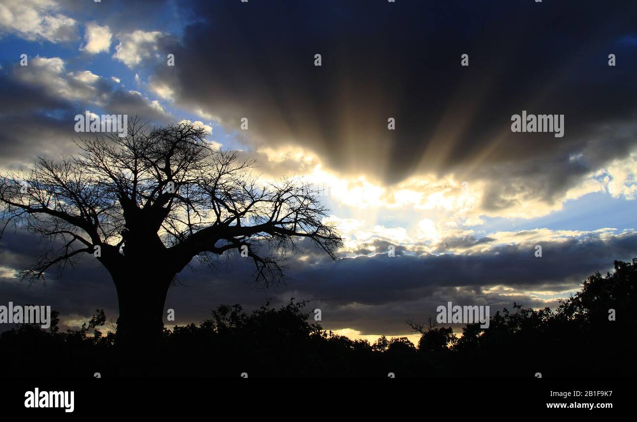 Des Baobabs africains époustouflants Banque D'Images