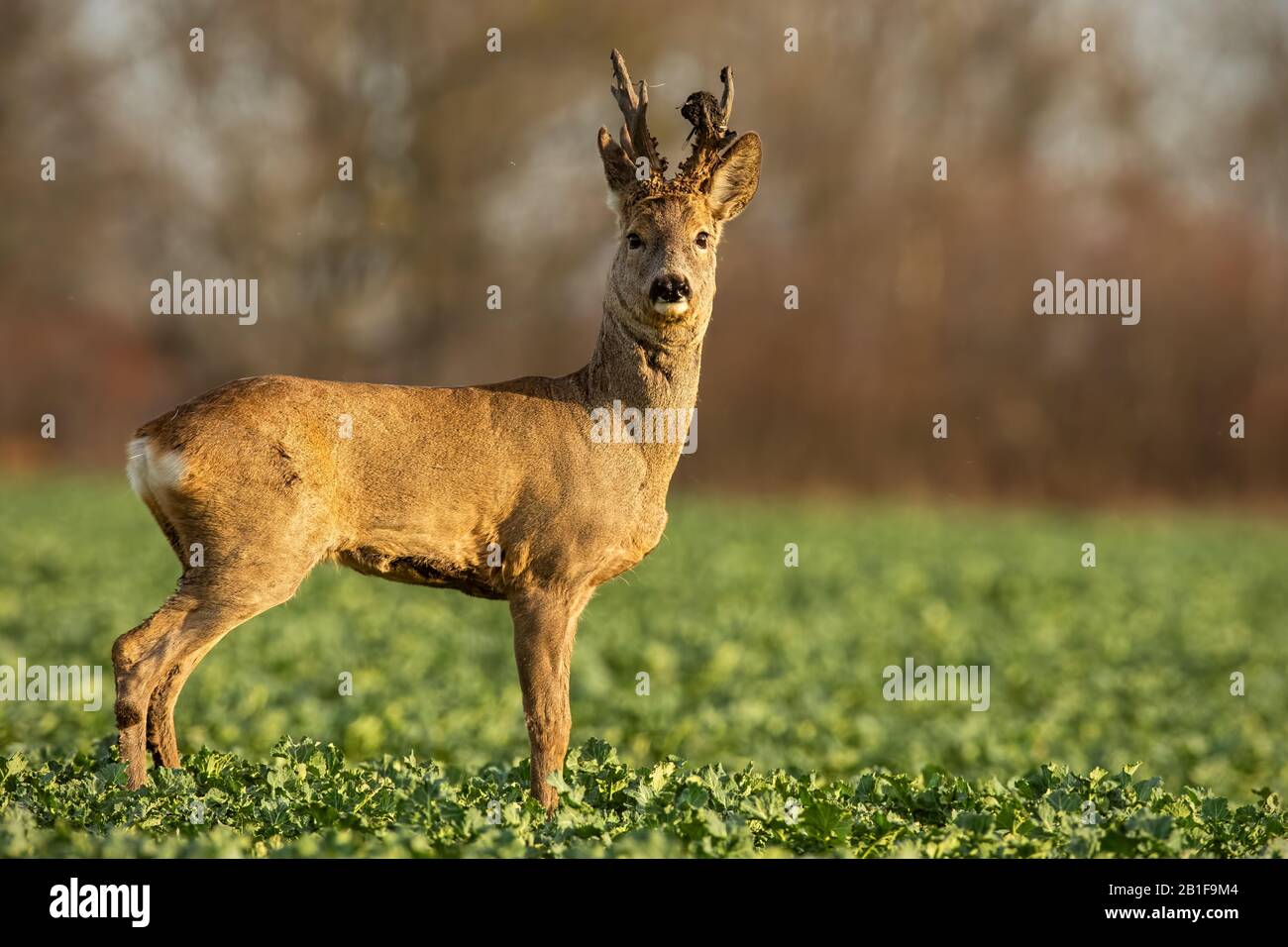 Chevreuil cerf au coucher du soleil avec fourrure d'hiver. Banque D'Images