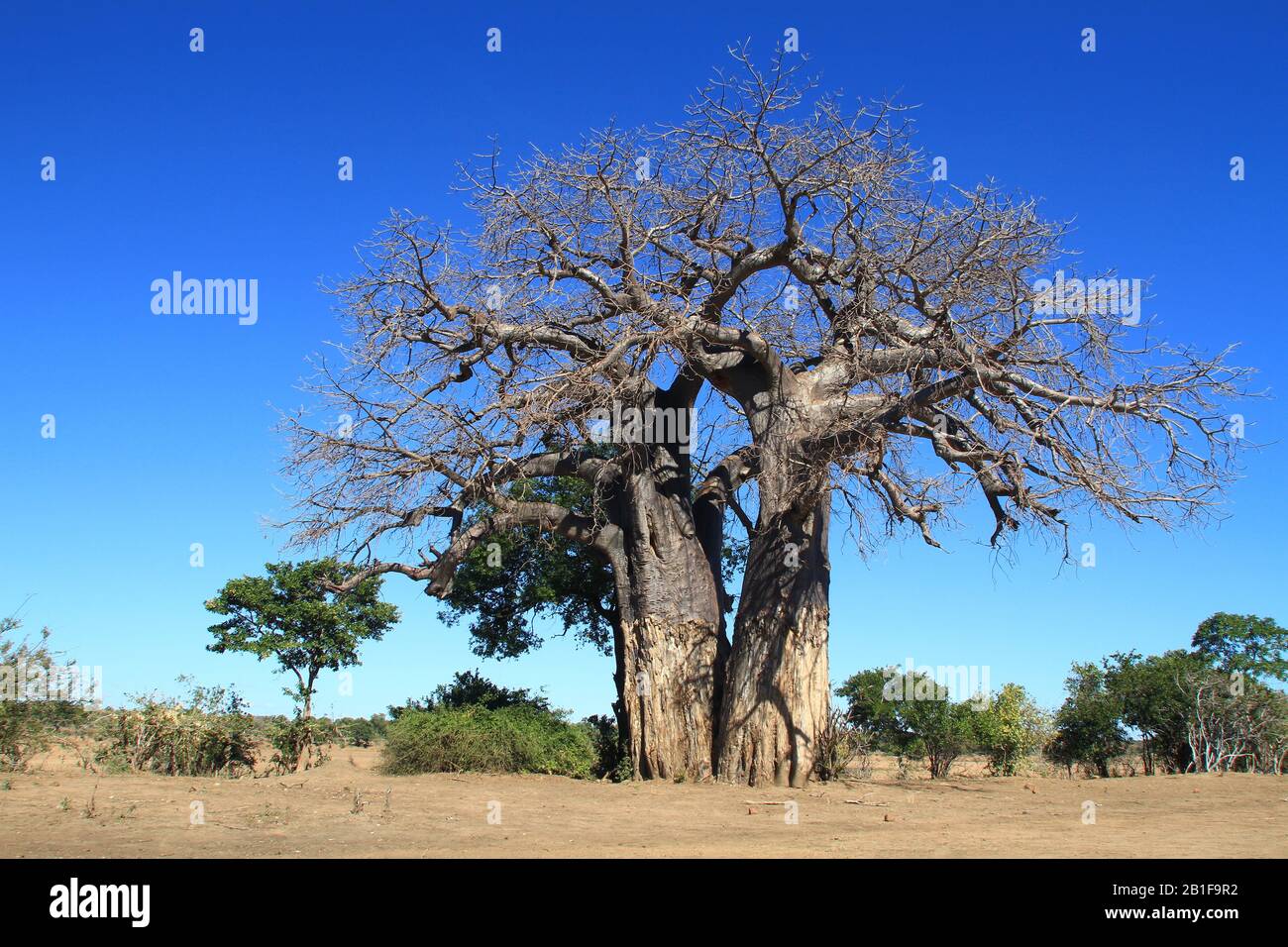 Des Baobabs africains époustouflants Banque D'Images