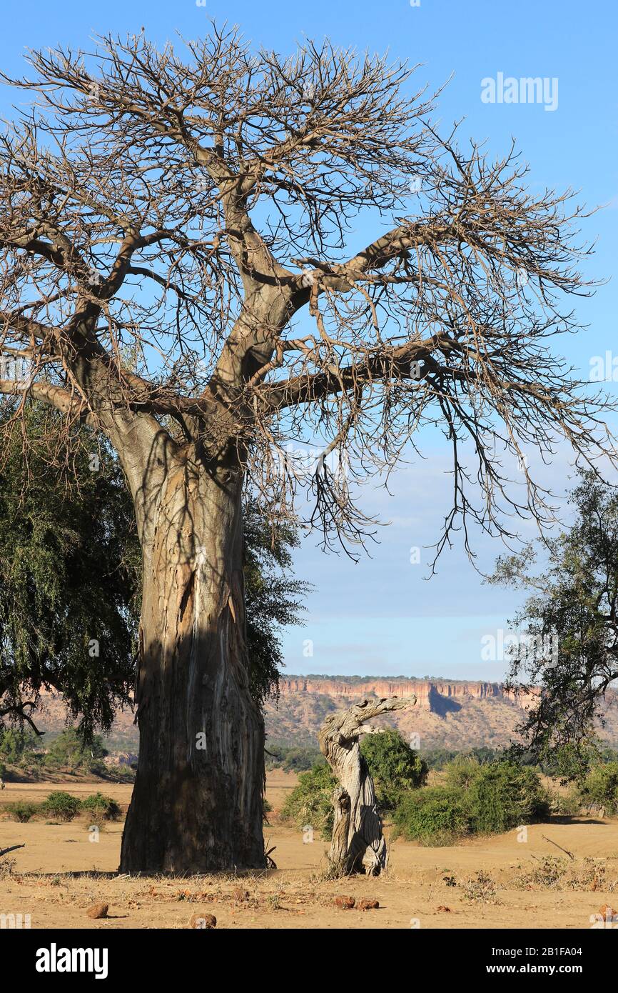 Des Baobabs africains époustouflants Banque D'Images