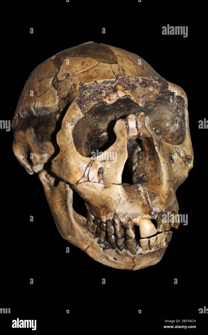 Nariokotome Boy alias Garçon de Turkana - Homo ergaster (erectus) Banque D'Images