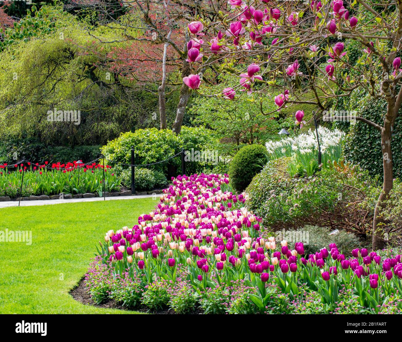 jardin de tulipes roses sous un magnolia fleuri Banque D'Images