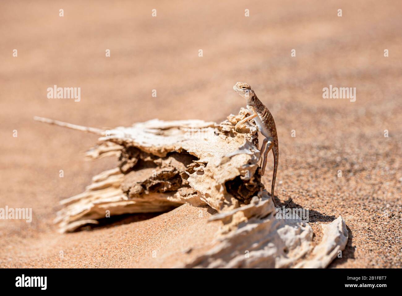 Agama à tête toulabre arabe (Phrynocephalus arabicus) dans le désert, debout sur un tronc d'arbre mort Banque D'Images