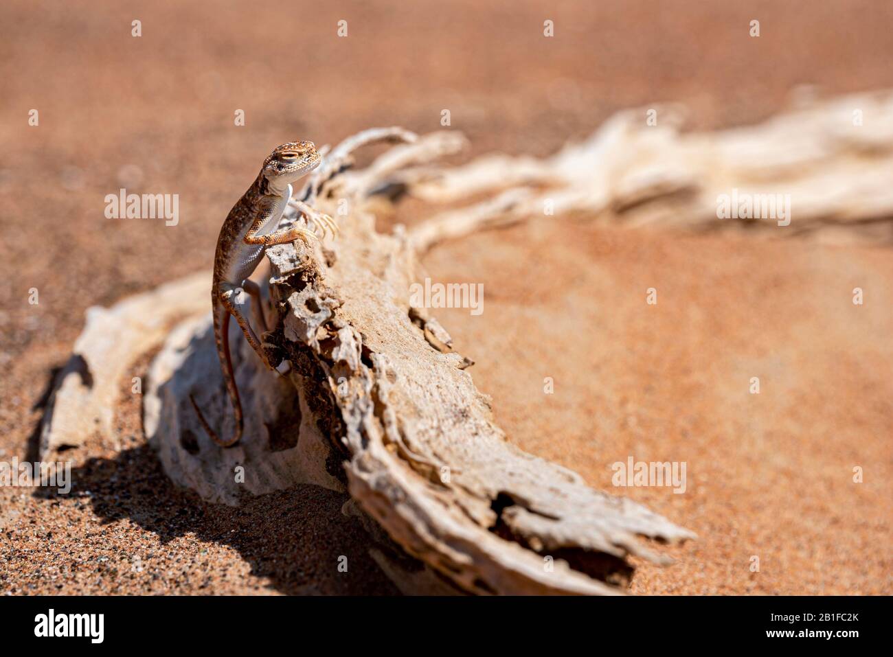 Agama arabe à tête crapautée (Phrynocephalus arabicus) dans le désert, debout sur un tronc mort, Banque D'Images