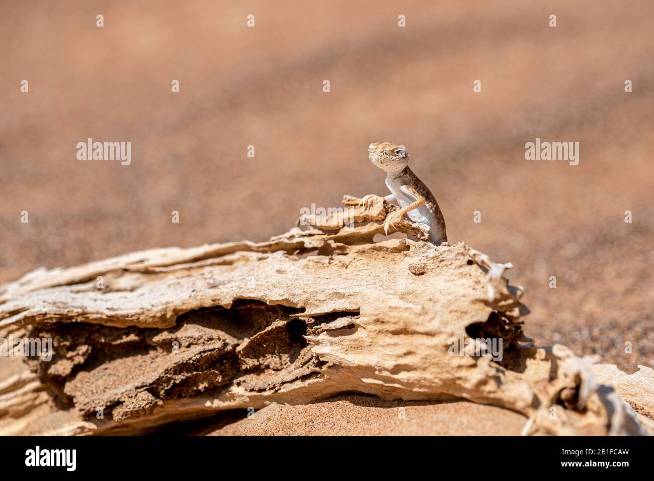 Agama à tête toulabre arabe (Phrynocephalus arabicus) dans le désert, debout sur un tronc d'arbre mort Banque D'Images