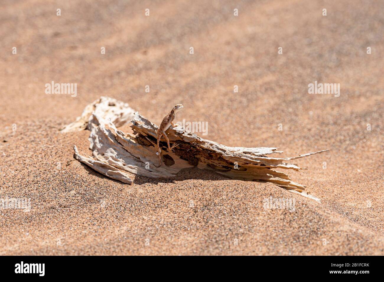 Agama arabe à tête crapautée (Phrynocephalus arabicus) dans le désert, debout sur un tronc mort, Banque D'Images