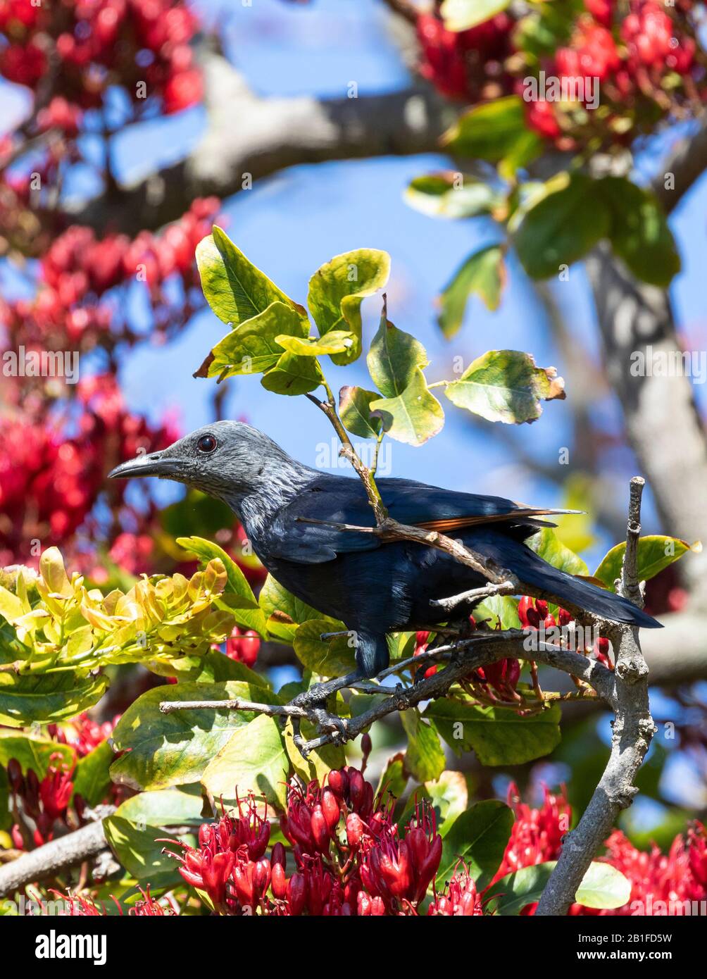 Une femelle de Starling à ailes rouges (Onychognathus morio) se formant sur un arbre de haricots de Boer (Schotia brachypetala), Boulders Beach Simonstown, Cape Town, S Banque D'Images