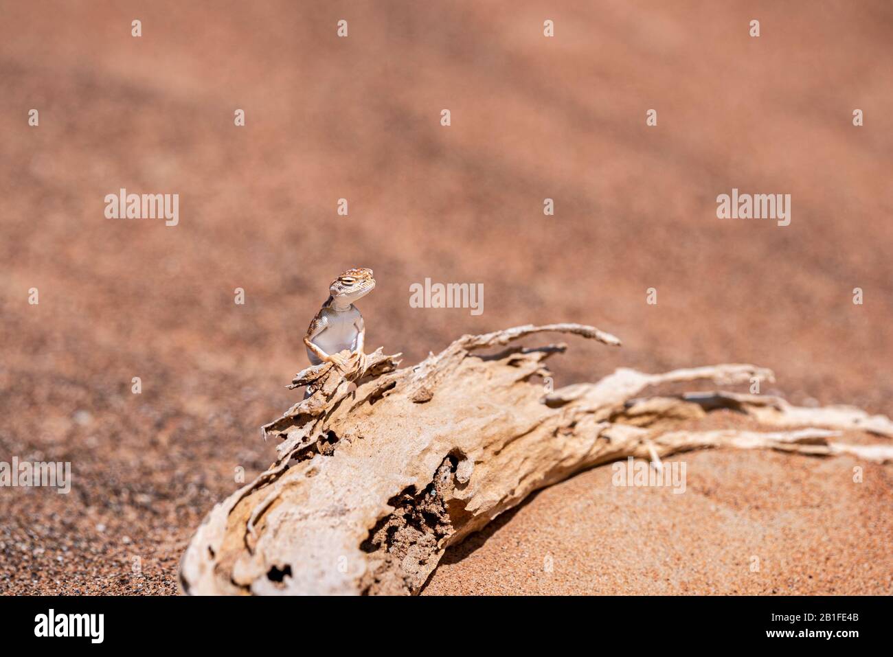 Agama arabe à tête toupie (Phrynocephalus arabicus) dans le désert, debout  sur un tronc mort avec espace de copie Photo Stock - Alamy