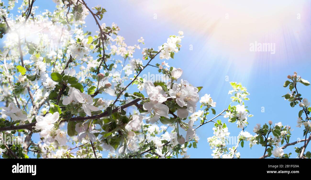 Fond du ressort. Branches d'un pommier fleuri au soleil contre un ciel bleu. Bannière de printemps avec une humeur joyeuse. Fond d'écran à ressort sur les s Banque D'Images