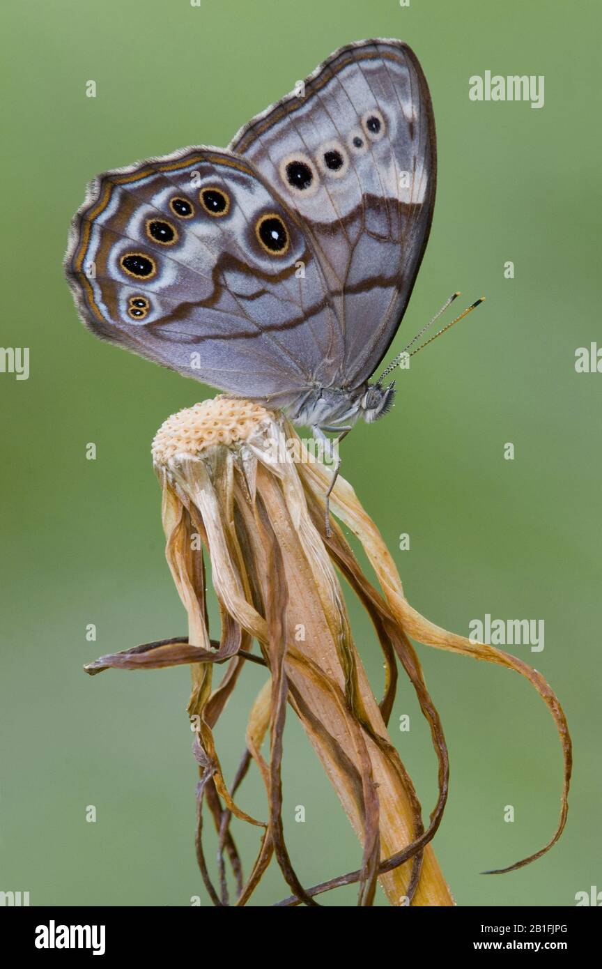 Papillon des yeux-jeunes du Nord (Enodia anthedon), perché sur la végétation, E USA, par Skip Moody/Dembinsky photo Assoc Banque D'Images