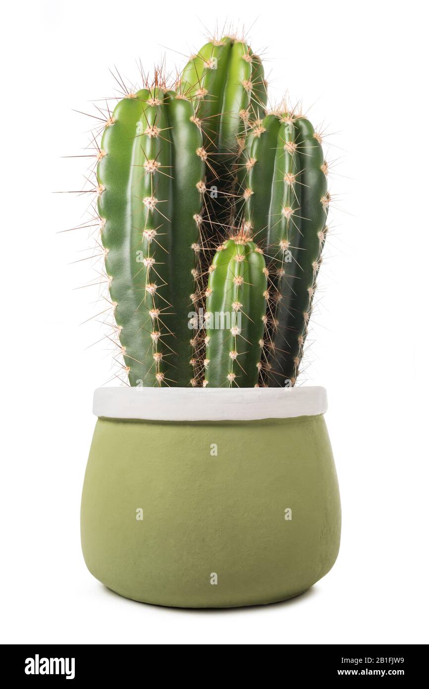 cactus dans un vase isolé sur fond blanc Banque D'Images