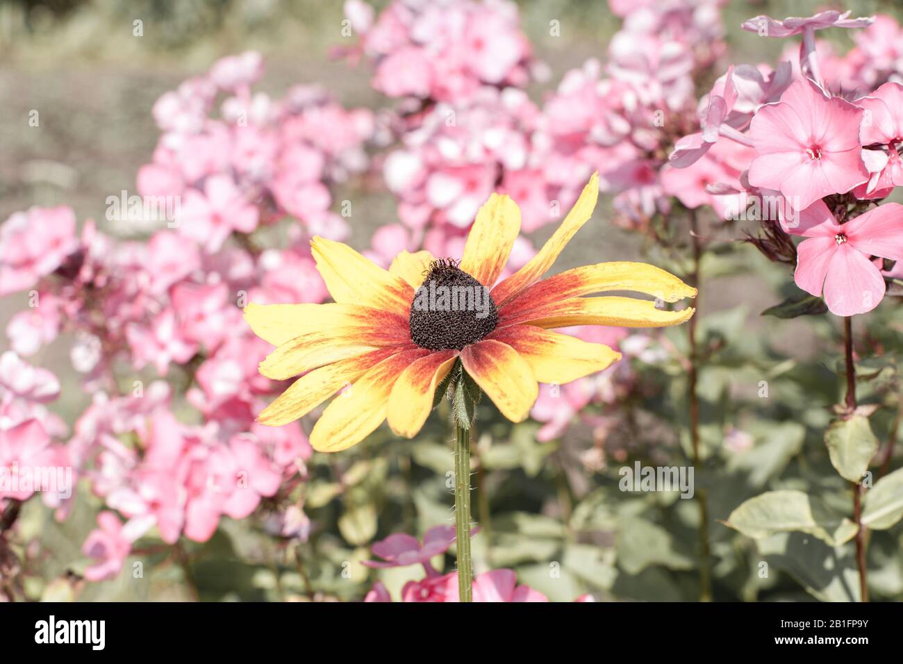 Fleurs de Rudbeckia vives avec pétales rouges orange et centre noir dans le jardin d'été proche sur fond rose de la floraison Phlox pour votre paysage, postc Banque D'Images