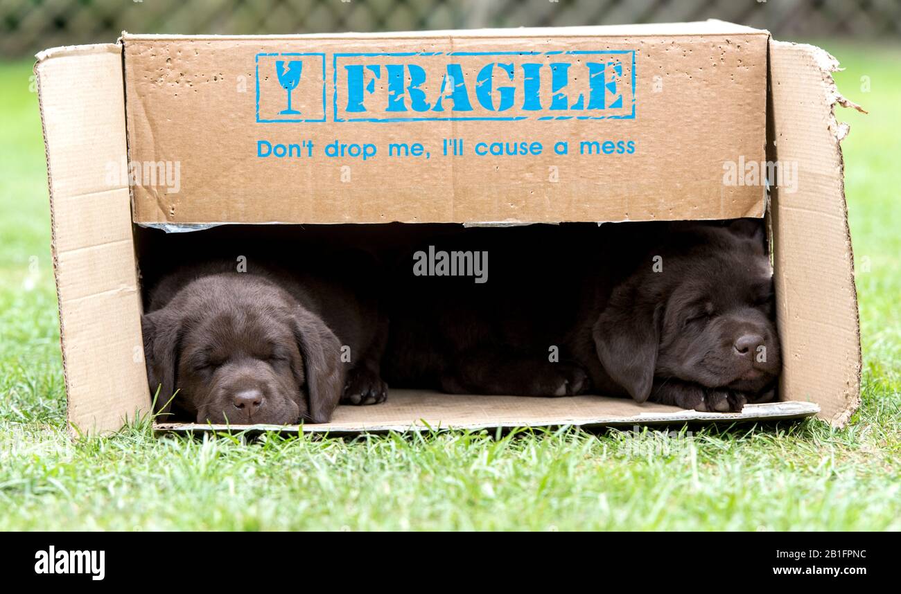 Des chiots de sept semaines au chocolat Labrador dormant dans une boîte en carton Banque D'Images