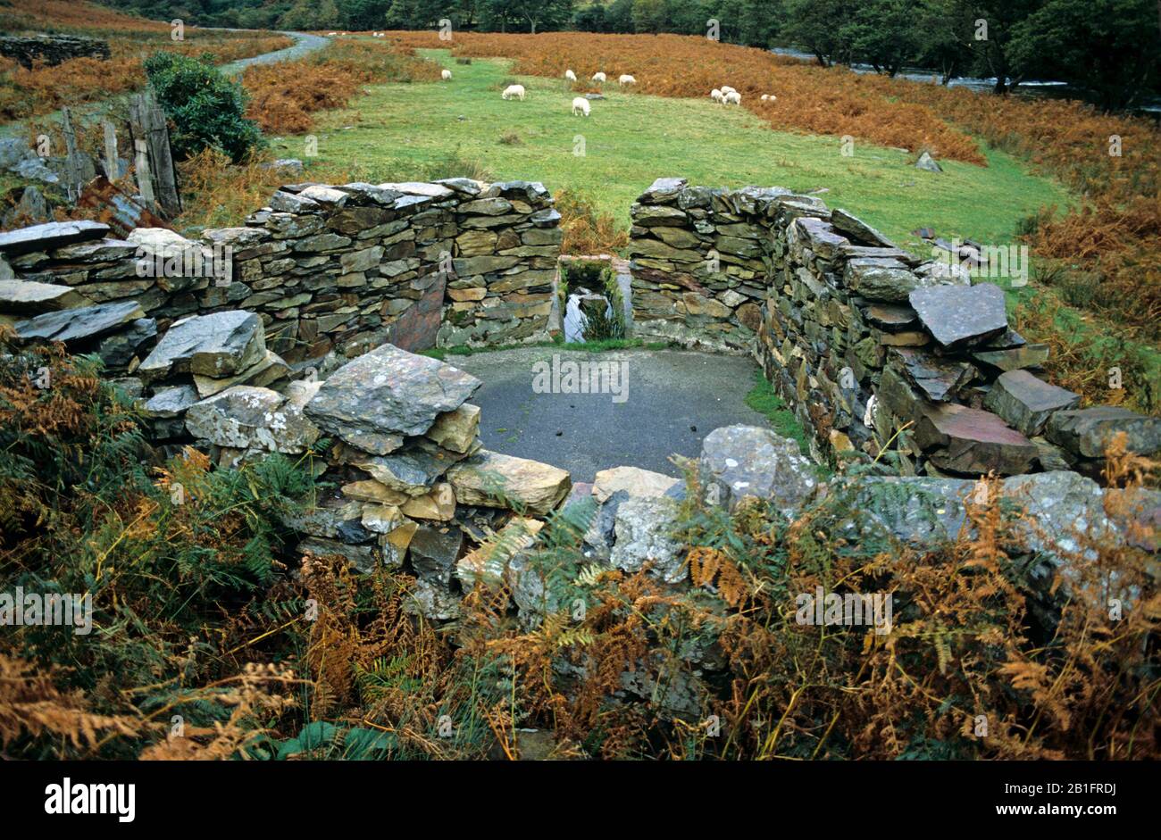 Longue ardoise en pierre désaffectée construite stylo avec de hauts murs et un bain en pierre pour plonger des moutons à Snowdonia, parc national, Pays de Galles du Nord Banque D'Images