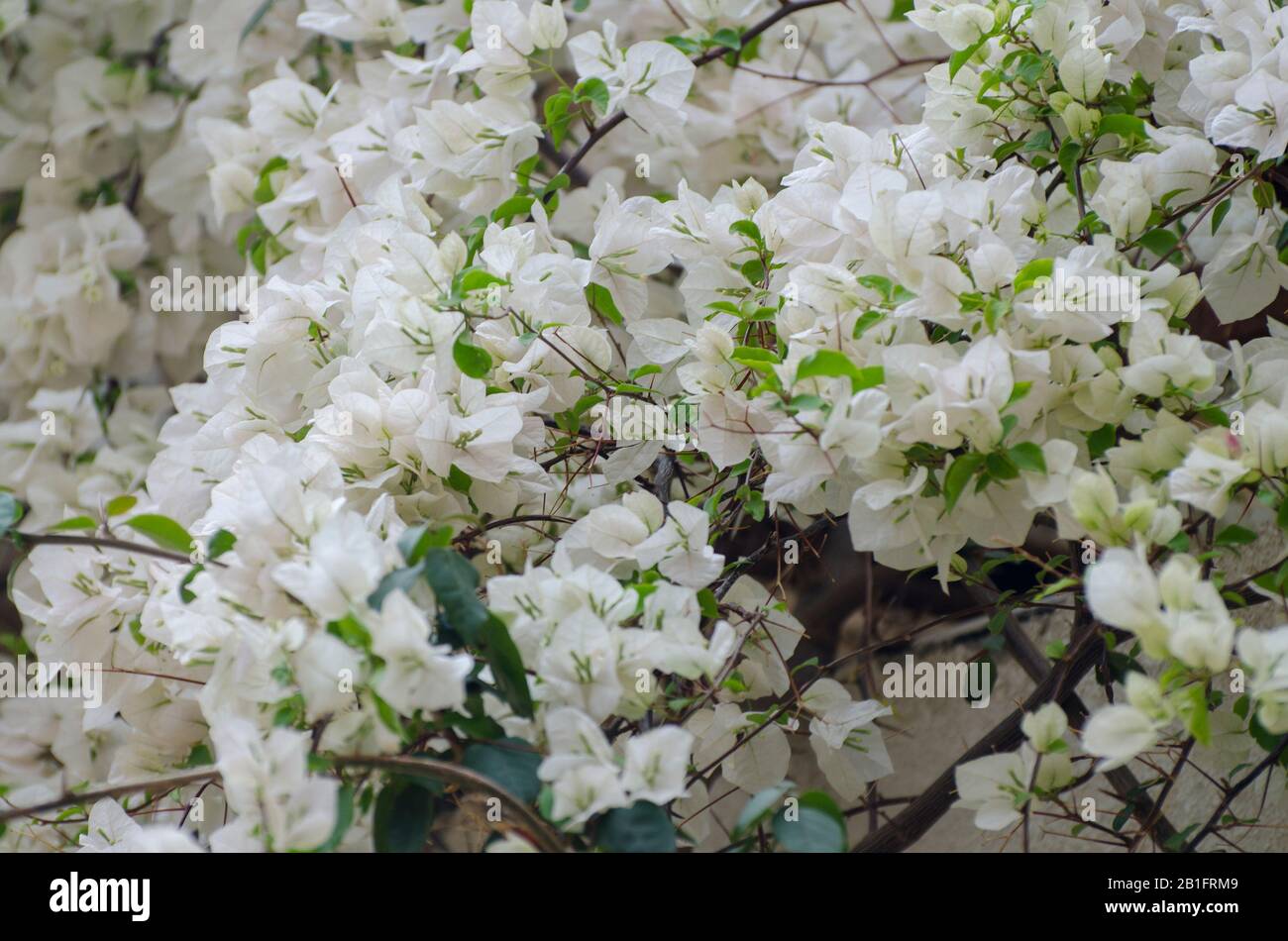 Belle bougainvillea floraison. Fleurs blanches. Fermeture des succursales Banque D'Images