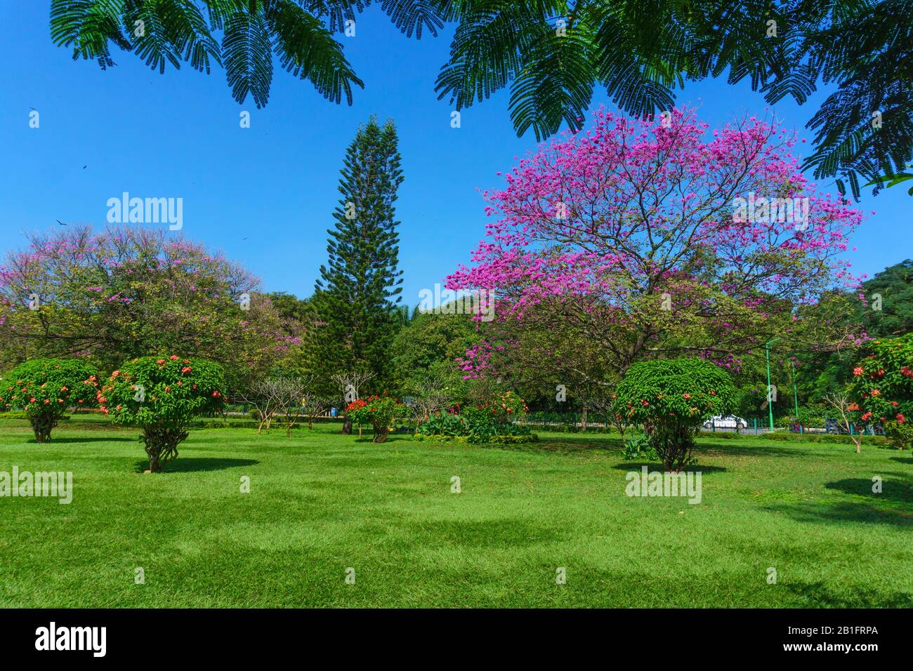 Un magnifique arbre fleuri situé dans le jardin bien entretenu de Cubbon Park à Bangalore (Inde) Banque D'Images
