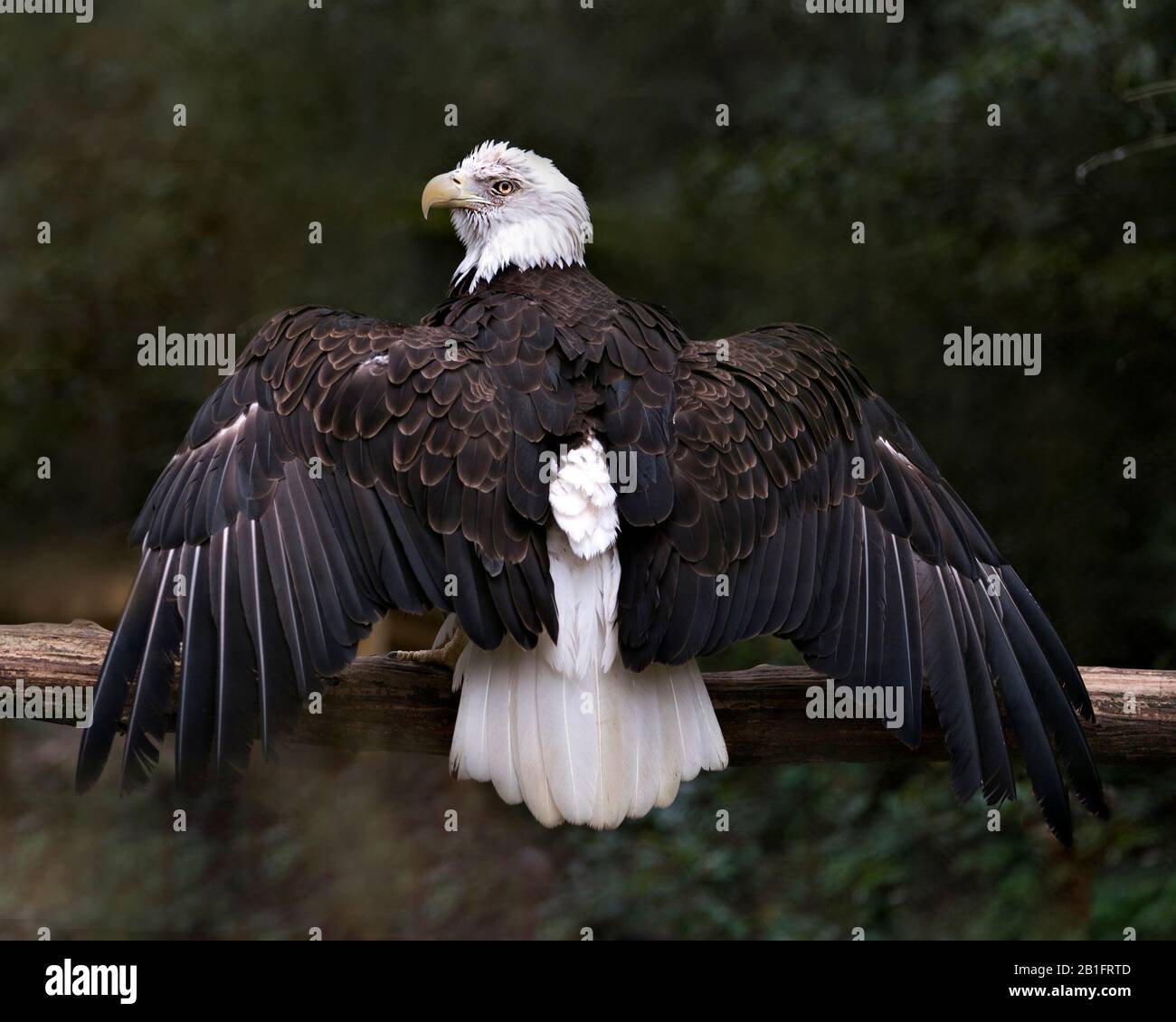 Oiseau aigle Bald perché sur une branche avec fond bokeh, regardant à gauche avec ailes de propagation et montrant la tête et la queue blanches dans son environnement Banque D'Images