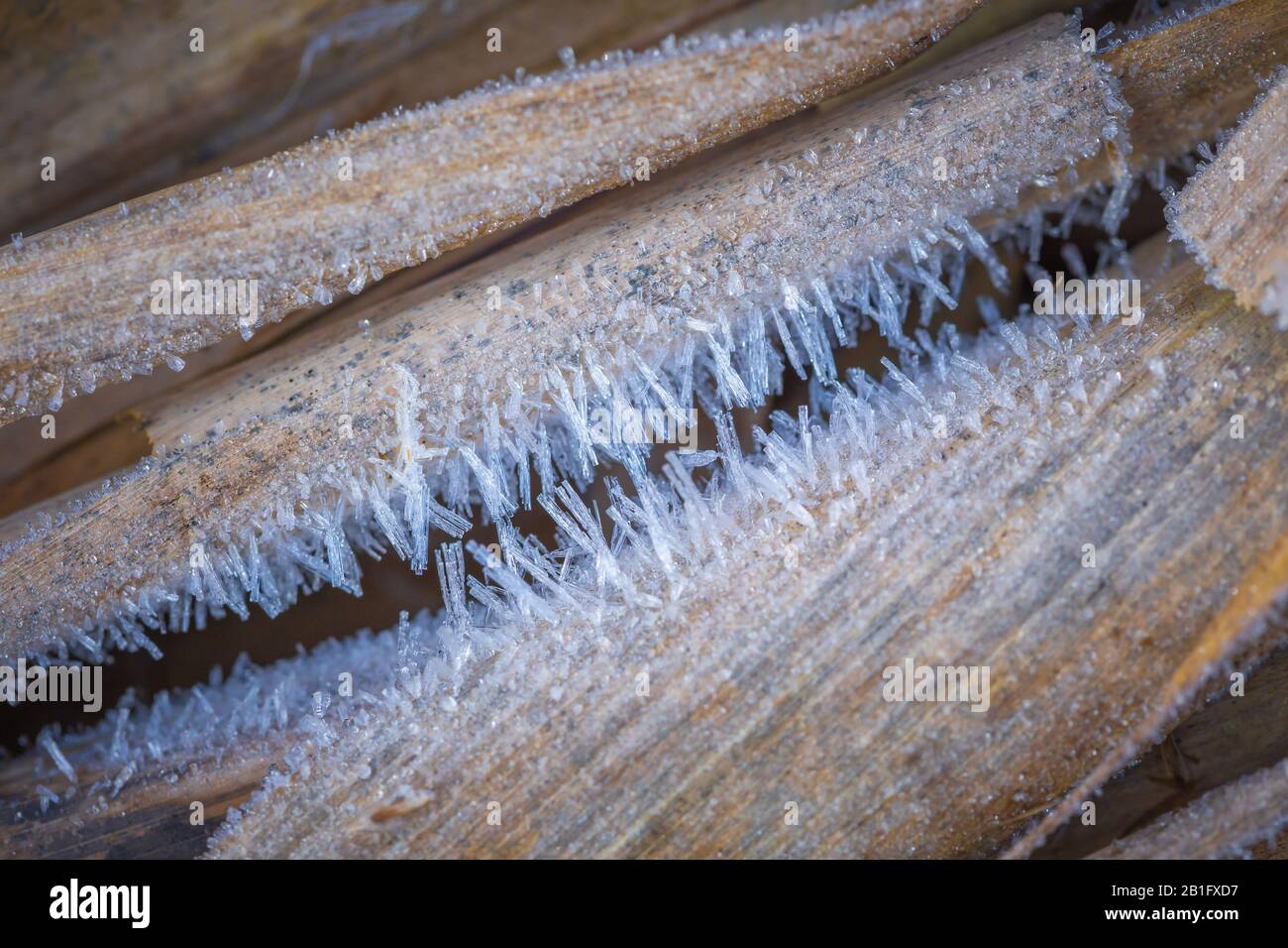 Fond de texture, motif. Les cristaux de glace détaillent les brins d'herbe. Dépôt de petits cristaux de glace blanche formés sur le sol ou d'autres surfaces Banque D'Images