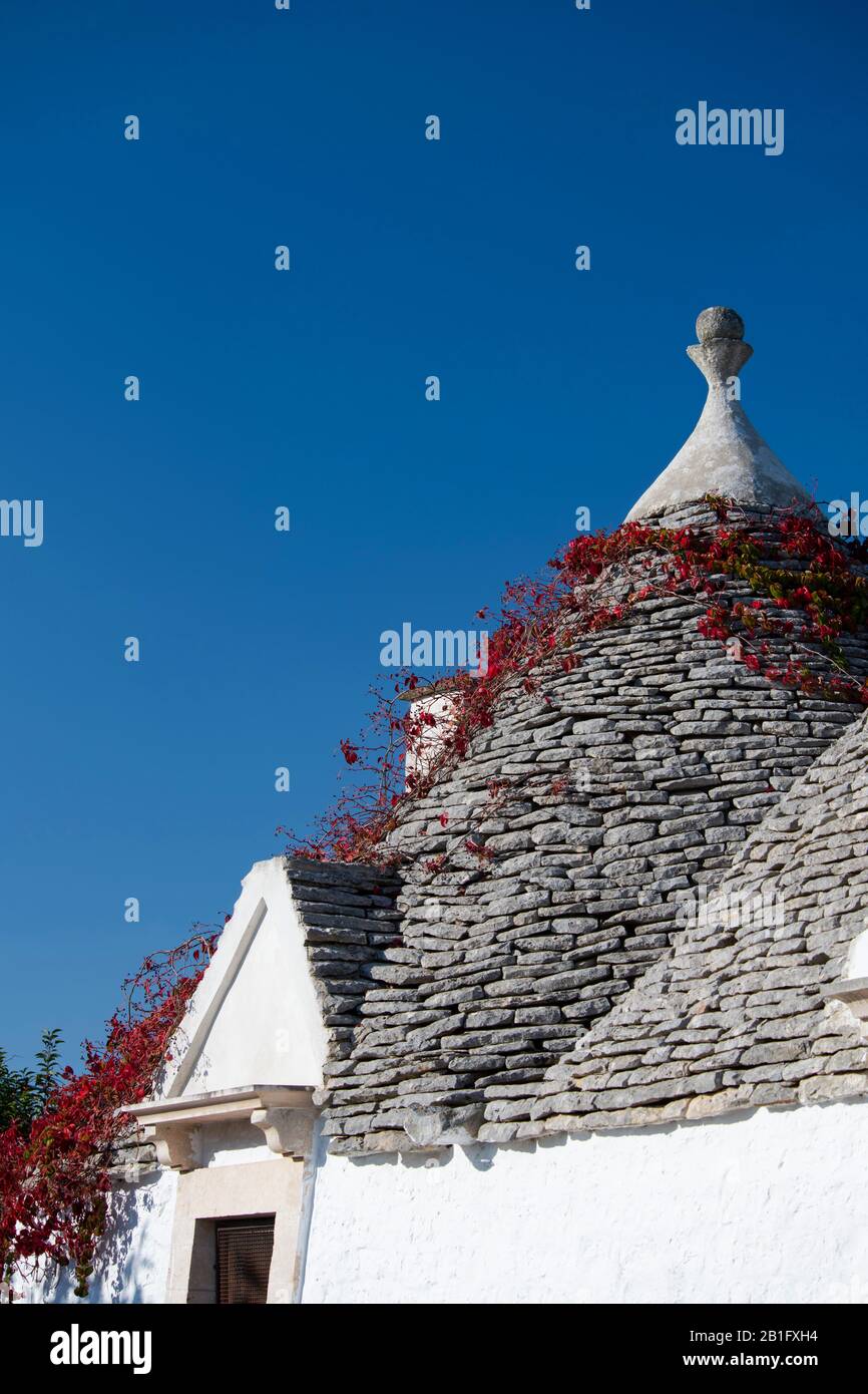 Des feuilles de lierre rouge autour du toit en pierre d'un trullo près de Locorotondo, Valle d'Itria, district de Bari, Pouilles, Italie, Europe Banque D'Images