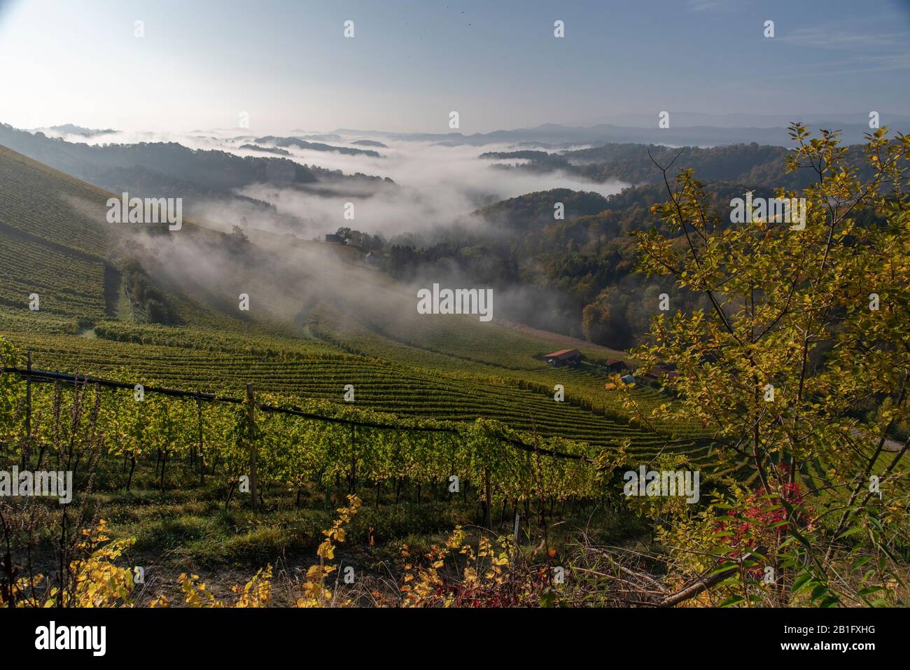 Magnifiques vignobles de Stajerska Slovénie, zone de production de vin. Vue sur vignes vertes, des collines, des caves. Steyer wine area. L'agriculture naturelle Banque D'Images