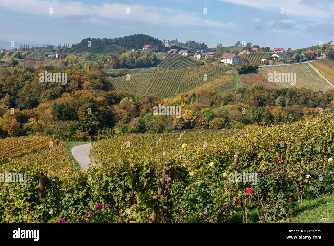 Magnifiques vignobles de Stajerska Slovénie, zone de production de vin. Vue sur vignes vertes, des collines, des caves. Steyer wine area. L'agriculture naturelle Banque D'Images