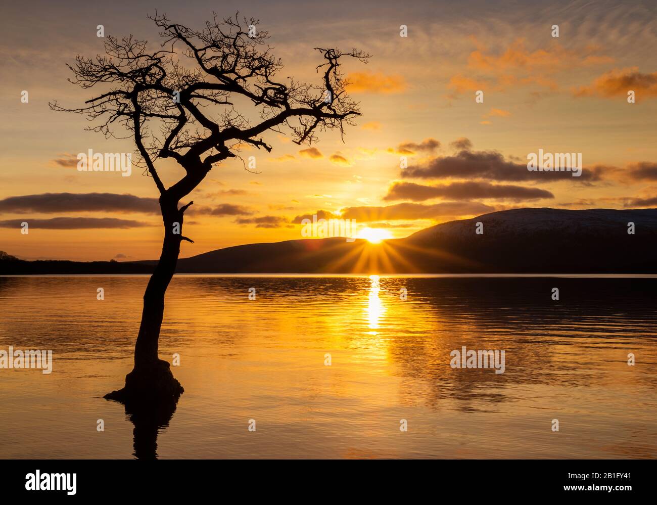 Coucher de soleil sur le Loch Lomond un seul arbre dans la baie de Milarrochy Loch Lomond et le parc national des Trossachs près de Balmaha Stirling Ecosse Royaume-Uni GB Europe Banque D'Images