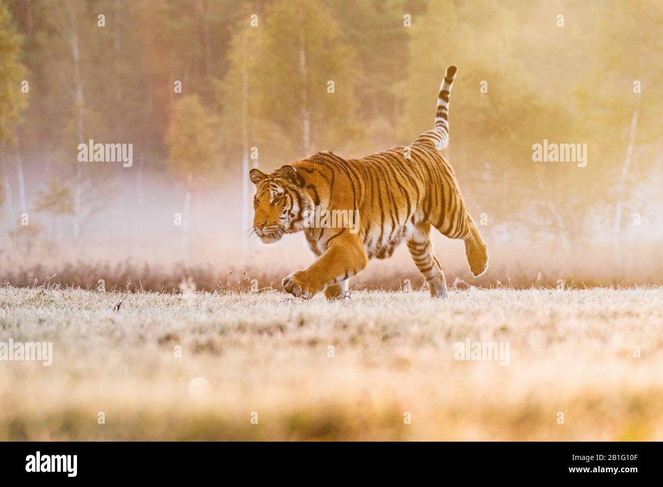 Grand mâle tigre dans l'habitat de la nature. Tiger Walk pendant le temps de lumière dorée. Le tigre court derrière la proie. Chasser la proie en tajga en été Banque D'Images