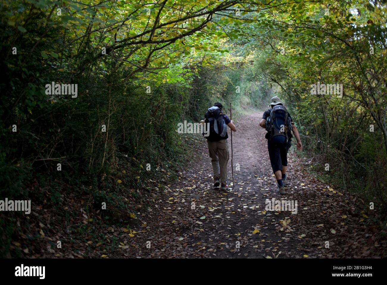 Pèlerins marchant dans les bois Banque D'Images