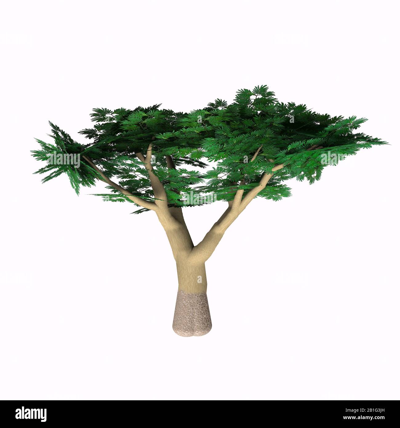 L'épine Parapluie Acacia grandit comme arbre, arbuste ou buisson en Afrique et a des gousses de graines qui portent des fruits. Banque D'Images