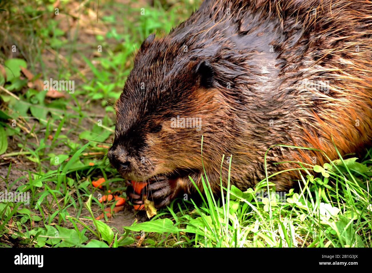 Gros plan d'un Beaver mangeant une carotte Banque D'Images