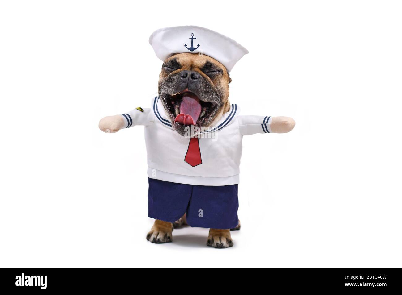 Drôle de chien Bulldog en train d'ébarrer avec la bouche large ouvert tout en portant un drôle de costume de marin Halloween avec faux bras et chapeau, isolé sur le dos blanc Banque D'Images