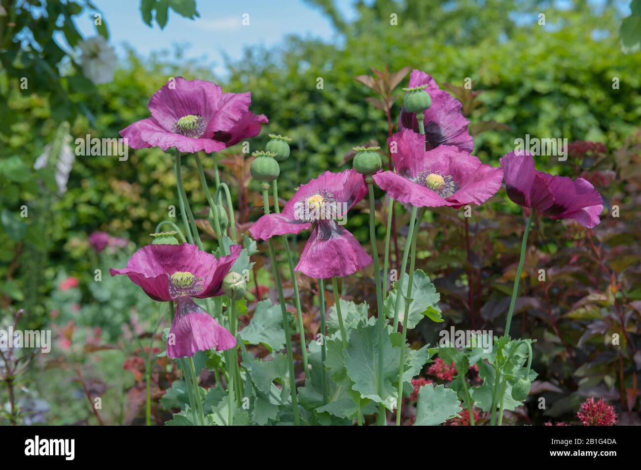 Coquelicots à L'Opium (papaaver somniferum 'Dark Plum') Dans un jardin rural de campagne dans le Devon rural, Angleterre, Royaume-Uni Banque D'Images