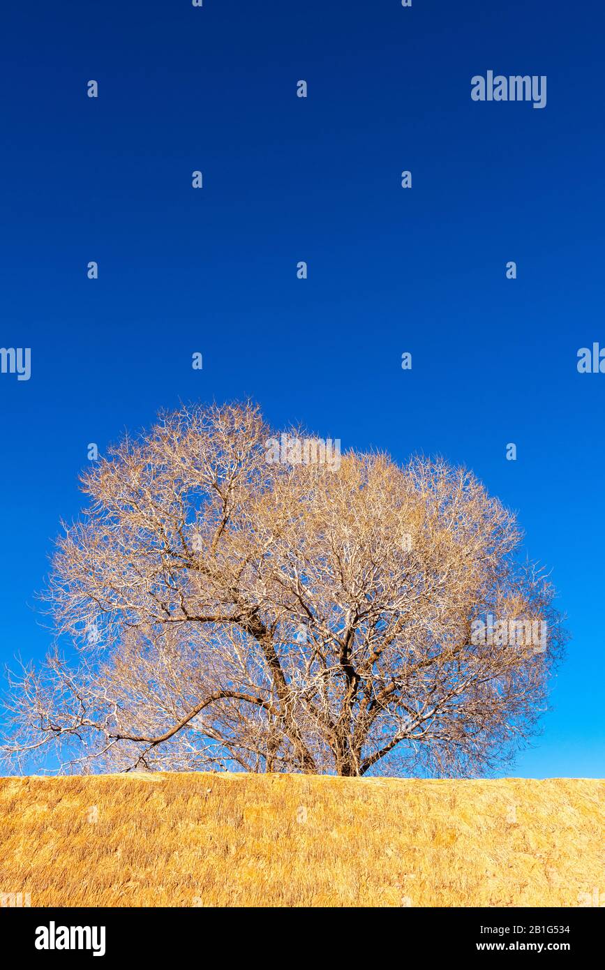 Bald arbre dans la petite ville de Suques sur la route nationale 52, haute altitude Andes, Puna désert, Province de Jujuy, NW Argentine, Amérique latine Banque D'Images