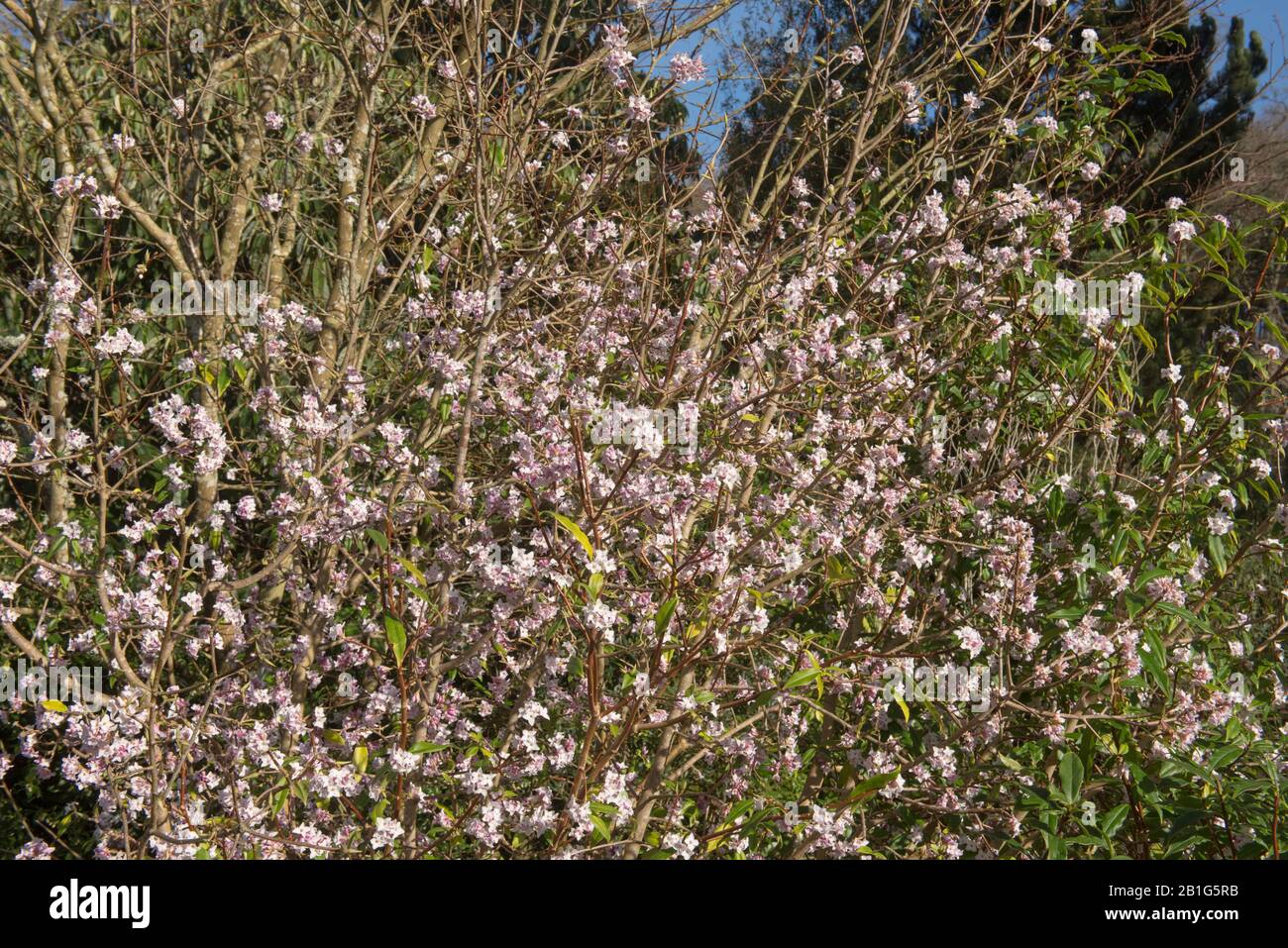 Arbuste à Fleurs hivernales Evergreen Daphné (Daphné bholua 'Jacqueline Postill') dans un jardin du Devon rural, Angleterre, Royaume-Uni Banque D'Images