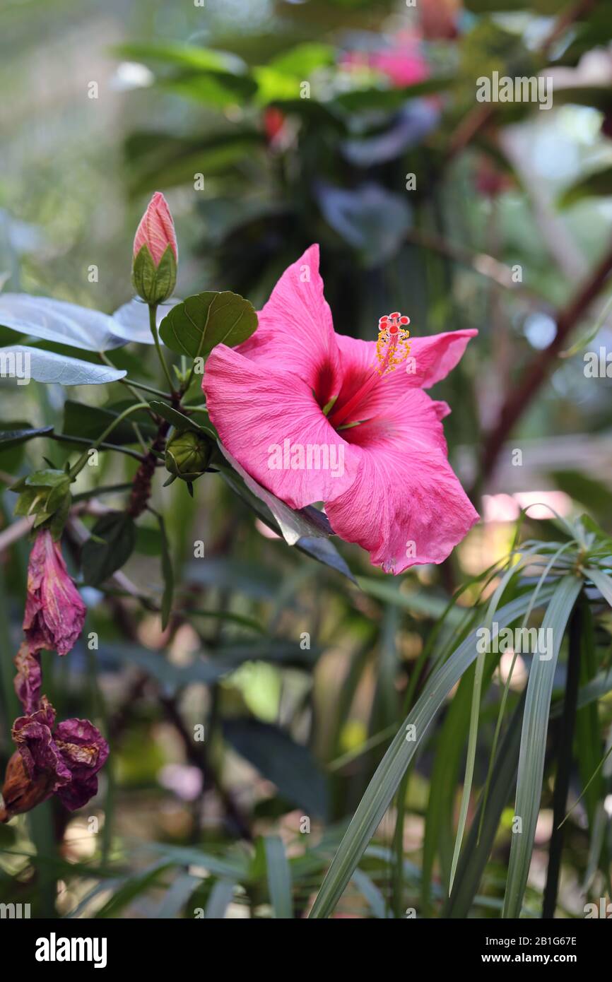 Fleurs d'hibiscus rose vif dans une clôture. En arrière-plan vous pouvez voir beaucoup de feuilles vertes, fond bokeh doux avec des fleurs vives. Banque D'Images